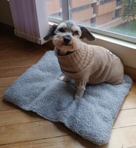 Perrito bonito viendo como estudias